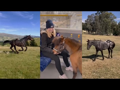 Horse TikToks That Went Viral! #12