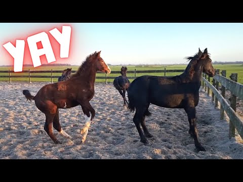 Cut Johnny's tail | Playing outside | Queen👑Uniek in the pasture | Friesian Horses