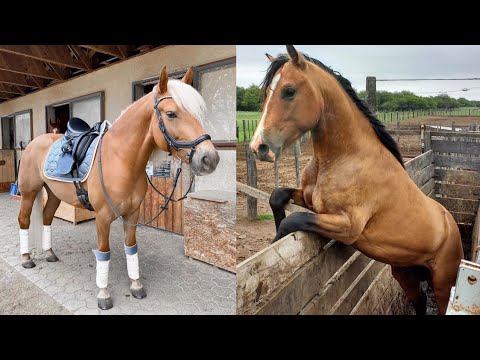 Horse SOO Cute! Cute And funny horse Videos Compilation cute moment #21