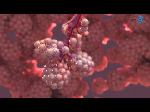 Alveoli 3D Medical Animation