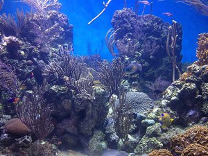 Caribbean coral reef