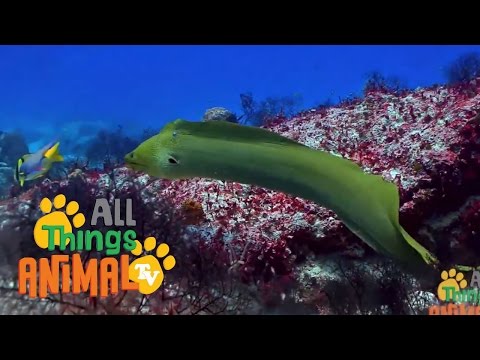 * EELS * | Animals For Kids | All Things Animal TV