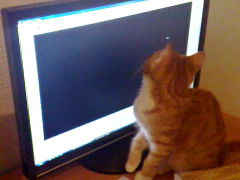 My kitty cat is a geek