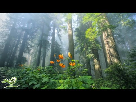 Beautiful Relaxing Music • Peaceful Piano Music & Guitar Music | Sunny Mornings by Peder B. Helland