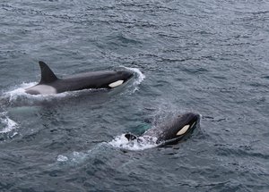 Two black dolphins on body of water