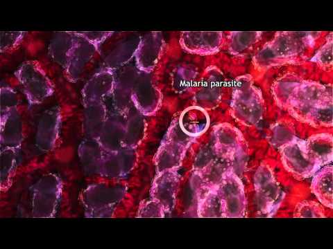 Malaria Lifecycle Part 1: Human Host (2016)