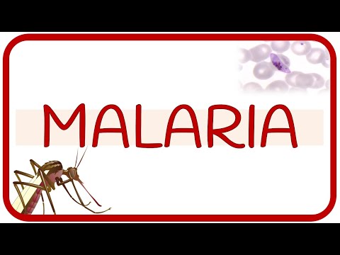 MALARIA - fisiopatología, ciclo de vida, manifestaciones clínicas, diagnóstico y tratamiento