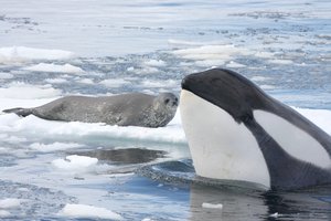 Studying cooperative hunting behavior of killer whales in Antarctic pack ice, 04 April 2018.