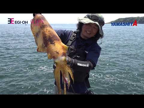 The highest appeal squid jig of the EGI OH series " EGI OH Q LIVE SEARCH"