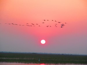 File - A flock of flamingoes fly over wetlands, Nal Sarovar Bird Sanctuary, Gujarat, India.