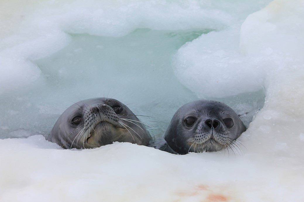 Weddell seal pup (right) with its mother (left) in a breathing hole in Antarctic ice. Linnea Pearson (NMFS permit #21006-01, ACA permit #2018-013 M1)