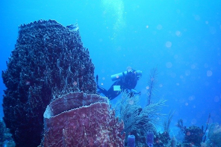 Red barrel sponges, pictured here, harbor dense, diverse microbial communities.