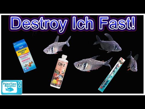 How To Treat ICH In Fish and Clear Infection FAST! Complete Guide From a Microbiology Perspective