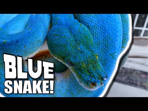 A REAL BLUE TREE SNAKE!!! | BRIAN BARCZYK