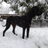 Great Dane Slobber