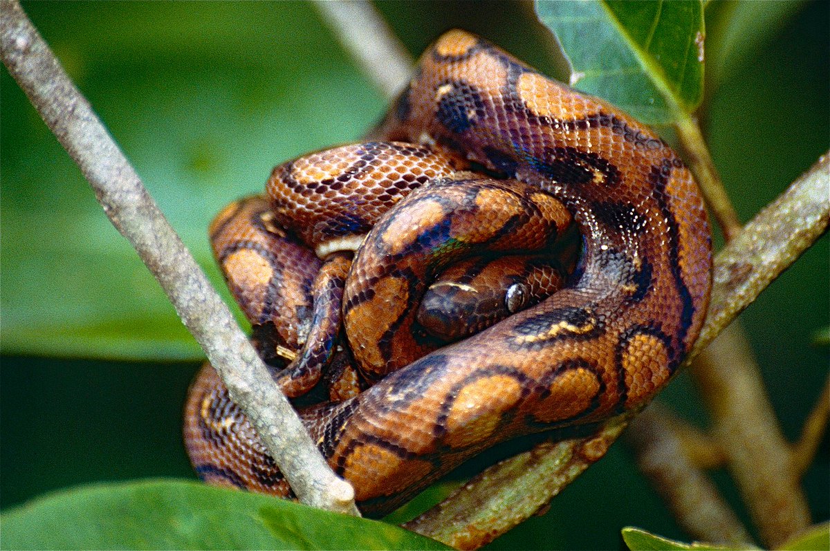 “Rainbow Boa (Epicrates cenchria) (10599012345).jpg” by Bernard DUPONT on Wikimedia Commons (CC BY-SA 2.0)