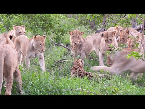 12 LIONS attack LEOPARD!