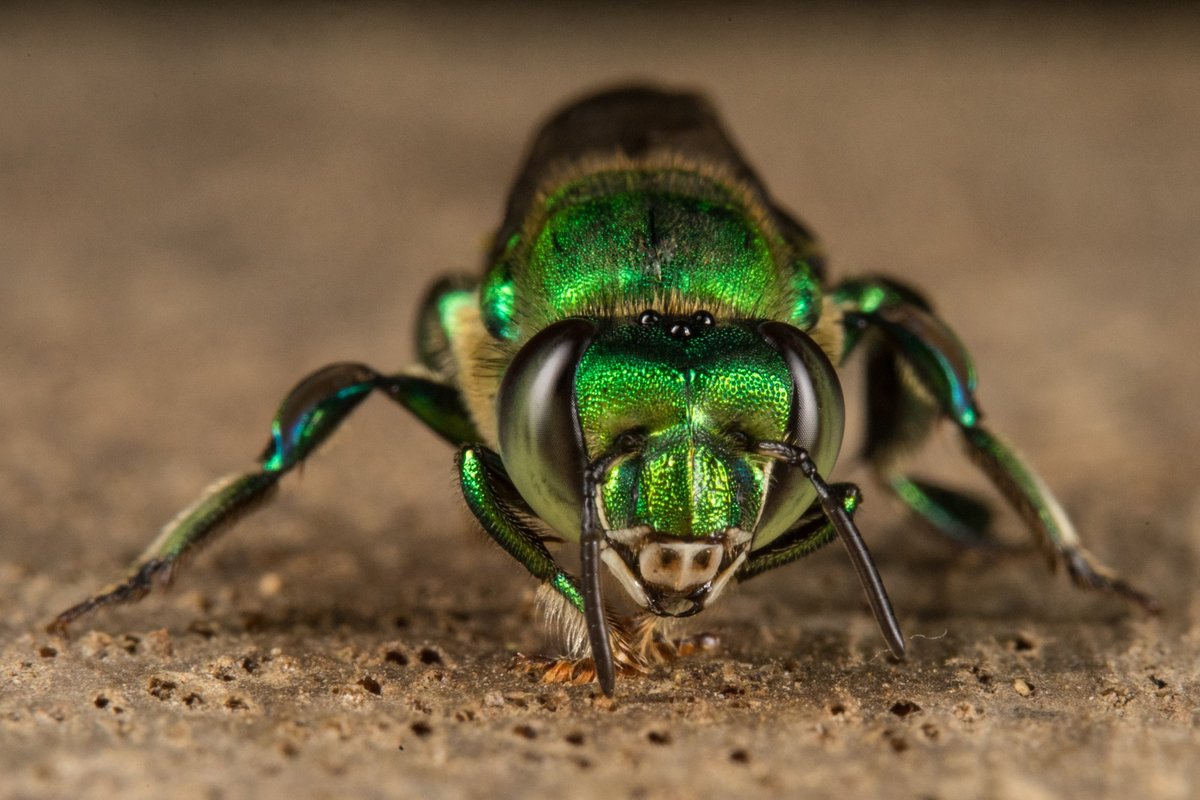 Researchers at the University of California, Davis, found that orchid bees, like this male, are easier to tell apart by the chemical differences of their perfumes than by their physical appearance.