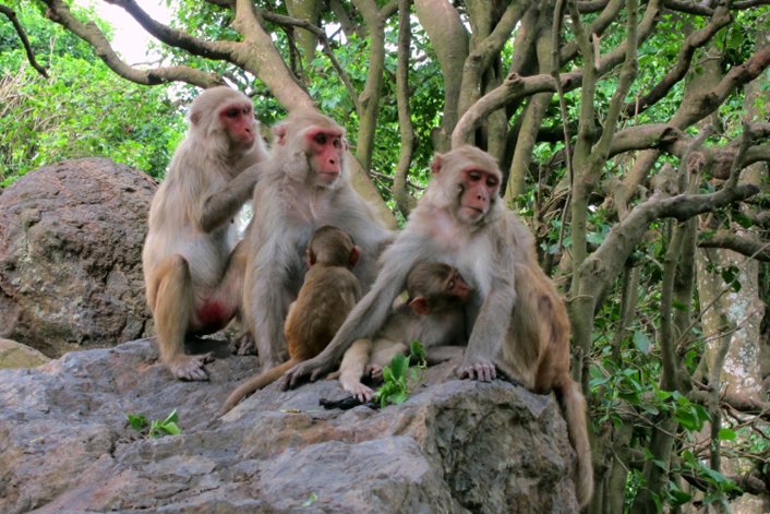 A grooming chain of adult female rhesus macaques on an island off the coast of Puerto Rico.