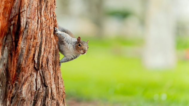 Researchers are studying whether animals living in cities carry different viruses