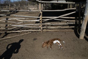 File - In this Sept. 23, 2019 photo, breeder Fredy Moreno watches a dying calf on the ranch of Alfredo Estay in Putaendo, Chile. From the region of Coquimbo in the north of Chile to Maule in the south, more than 30,000 head of livestock have died of hunger or thirst, and crops have been lost for lack of rain, according to the agriculture ministry.