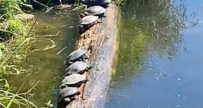 Woman Delivers Perfect Commentary Of A Turtle Inadvertently Knocking His Companions Off This Log