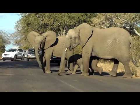 Elephants Stop Traffic For Baby