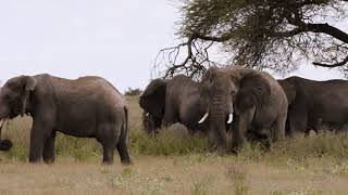 video: Welcome to the 'Louvre of the Desert', with no queues, but plenty of elephants