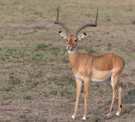 Antelope on grassland