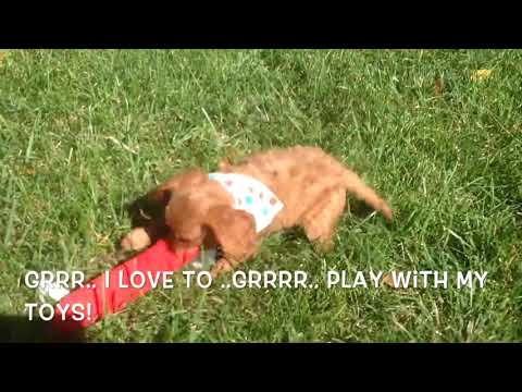 Barret the Ruby Cavapoo Puppy for Sale Near Chapel Hill North Carolina