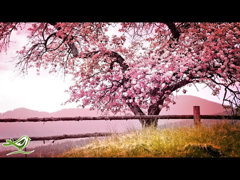 Relaxing Piano Music: Romantic Music, Beautiful Relaxing Music, Sleep Music, Stress Relief ★122