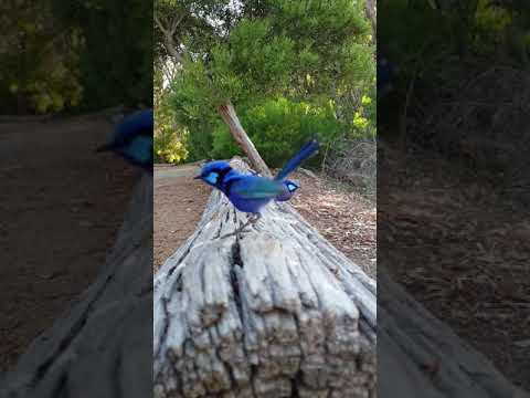 Splendid fairy wrens Western Australia