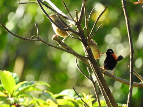 Fairy Wrens Youngsters, Grooming & At Play