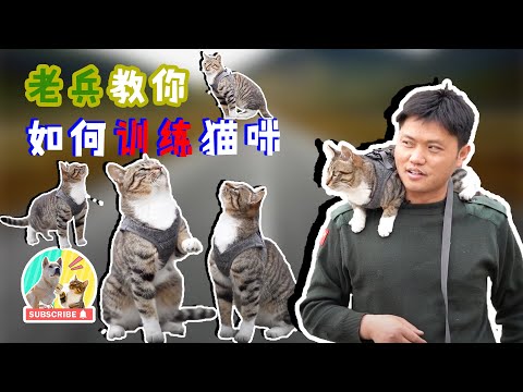 猫咪叫不来不听话？快来看看老兵的猫🐾是怎么做的~摆脱卑微铲屎官命运！