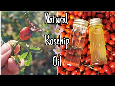 How To Make Rosehip Oil - Easily Step By Step 🌹