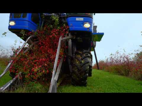 Rosehip harvest of Lito Berries, fall 2016