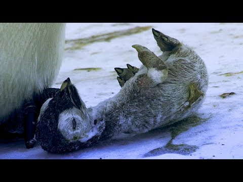 Emperor Penguin Mourns the Death of Chick | BBC Earth