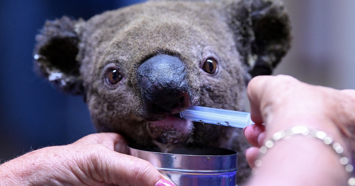 Australia report reveals ‘shocking’ decline in environment