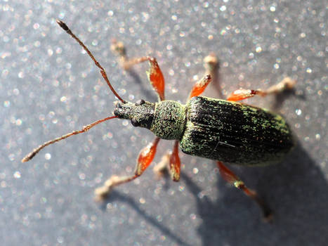 green immigrant leaf weevil - Polydrusus sericeus