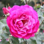 Wild Blue Yonder™ grandiflora rose