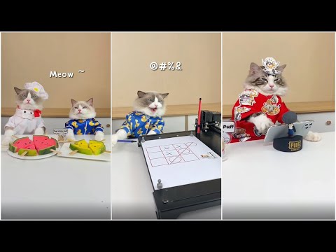 Cats make food 2022 "That Little Puff" Tiktok Compilation New #38