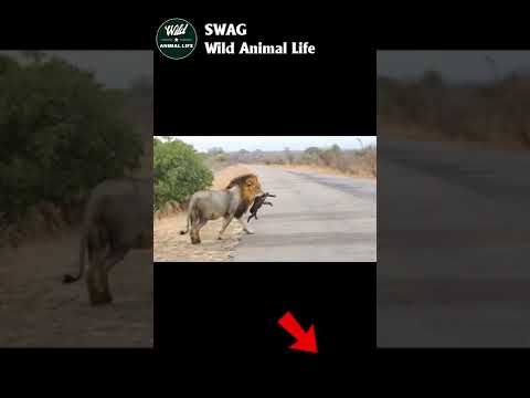 lion vs hyena