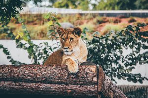 The lion is a large cat of the genus Panthera native to Africa and India, October 29, 2016.