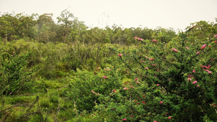 Long swamp, green bushes in swampland