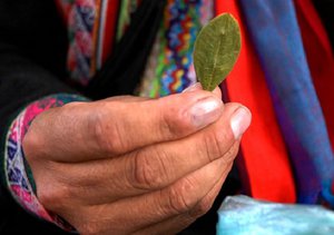 Coca leaf, in Bolivia