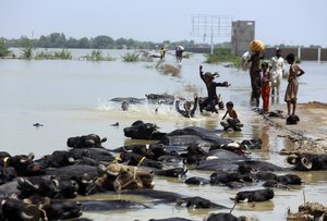 Children swim in the floodwater after heavy rain in Jaffarabad, a district of Pakistan's southwestern Baluchistan province, Saturday, Sep. 3, 2022