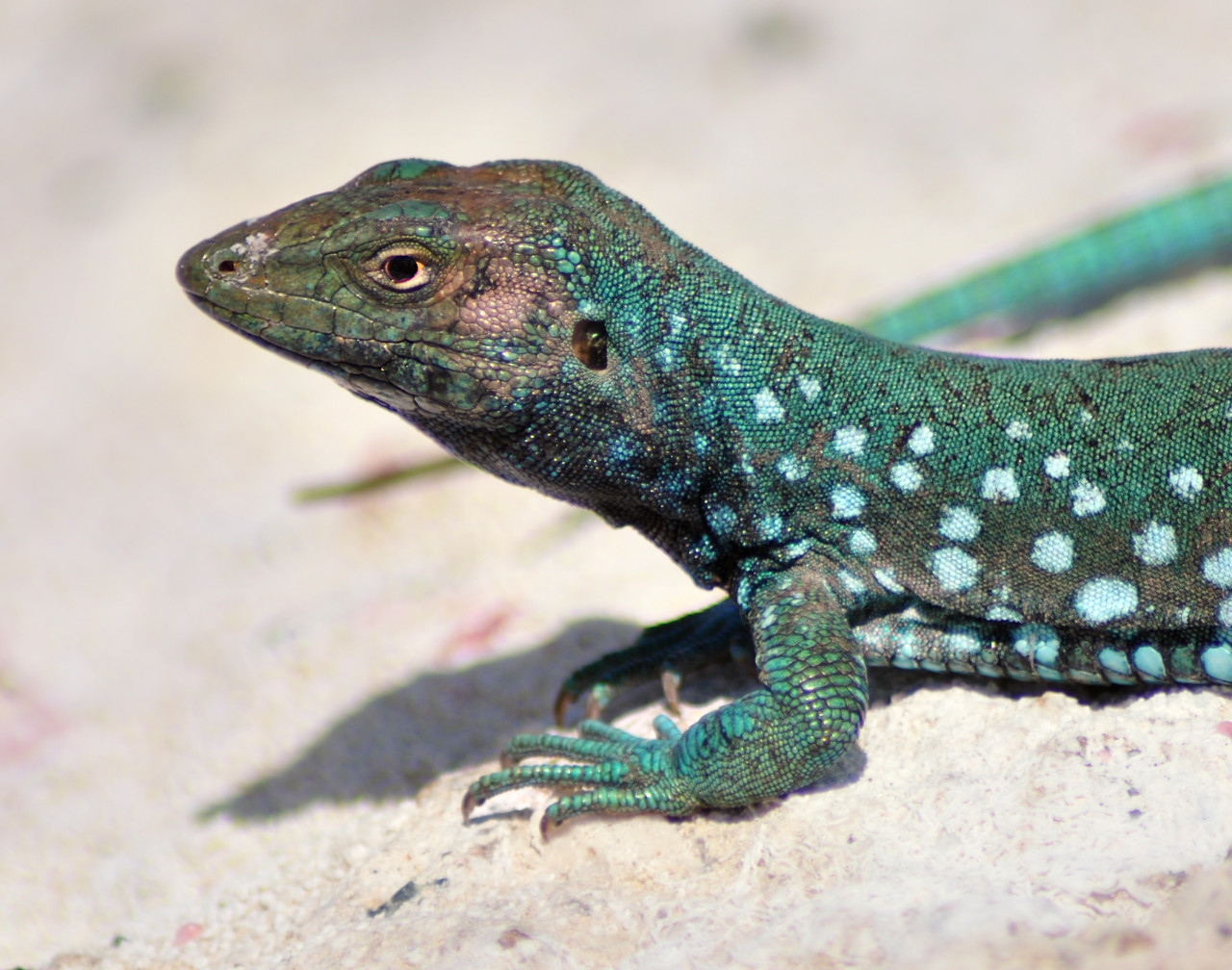 tropic-havens:
“Aruban Whiptail lizard (Cnemidophorus arubensis) - Aruba
”