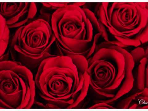 ROSAS - LA OREGA DE VAN GOGH