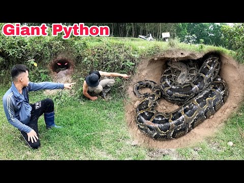 The roar of a giant 300kg python caused a scared male student to run away - Giant python