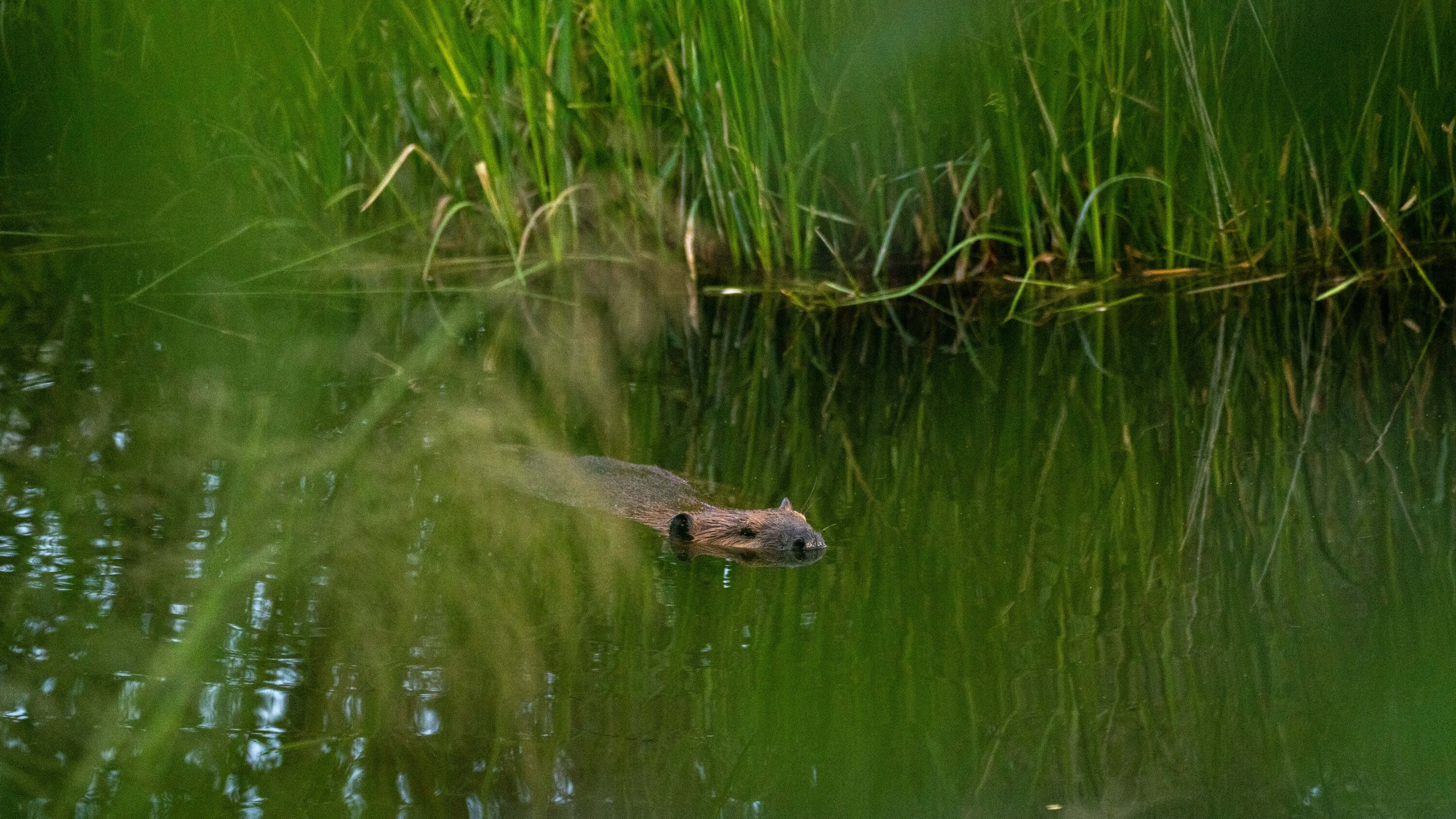 Beaver ponds store water. In an increasingly parched West, that’s crucial.